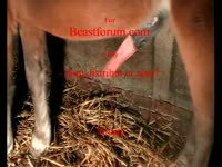 Big horse dick wrecking a whore's pussy